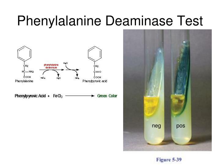 Discussion section of a lab report