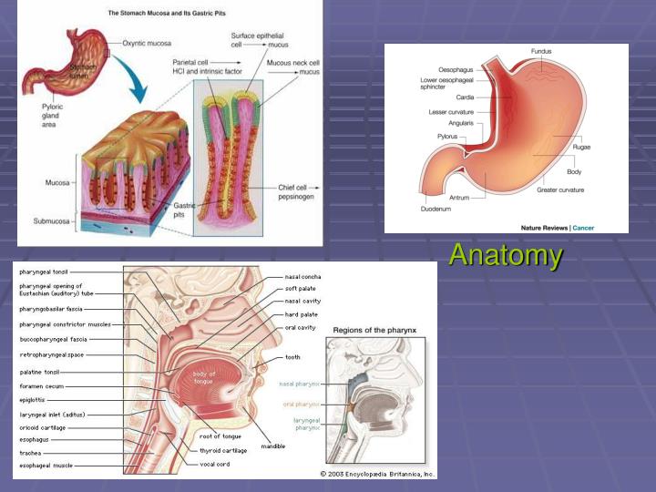 PPT - Gastric Tube Placement PowerPoint Presentation - ID:6624984