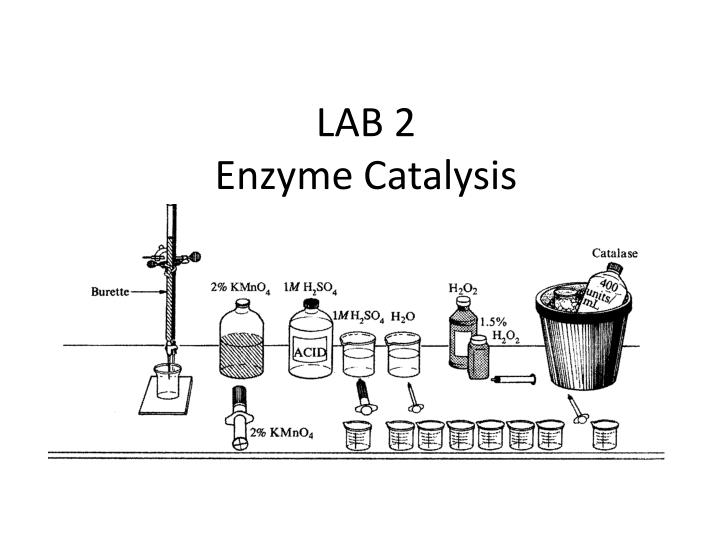 lab 2 enzyme catalysis essay Free and custom essays at essaypediacom take a look at written paper - ap laboratory : enzyme catalysis. lab 2 enzyme catalysis essay Free and custom essays at essaypediacom take a look at written paper - ap laboratory : enzyme catalysis.