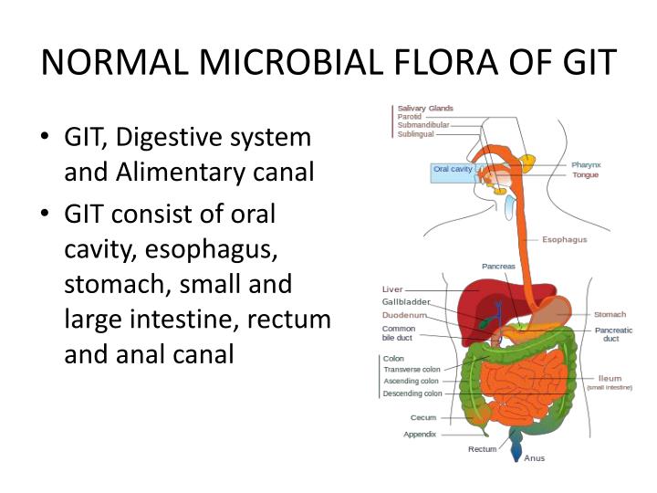 Oral flora bacteria just