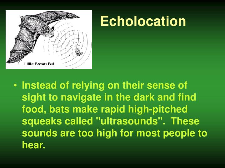 PPT BATS! PowerPoint Presentation ID6680204