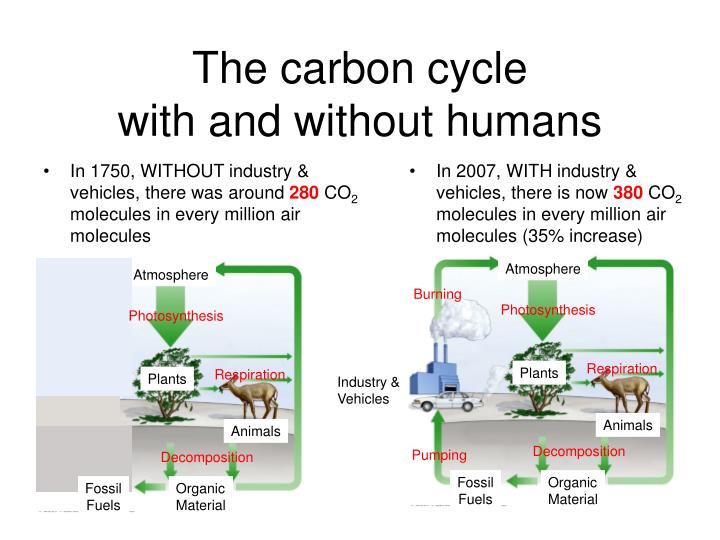 Carbon dating oldest human