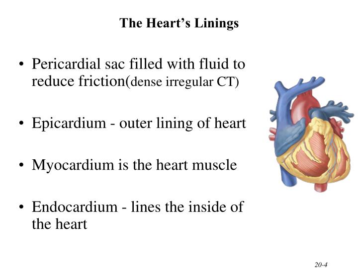 PPT - The Cardiovascular System: The Heart PowerPoint Presentation - ID