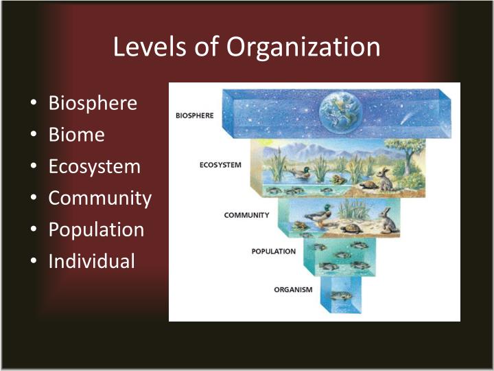 PPT Levels of Organization PowerPoint Presentation ID6690185