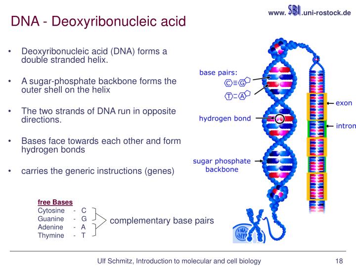 Ppt Bioinformatics Introduction To Molecular And Cell Biology Powerpoint Presentation Id6698347