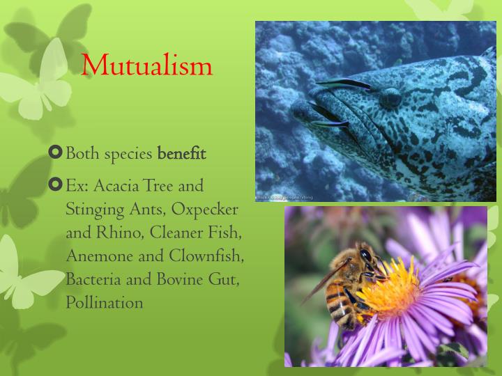what are 5 examples of mutualism relationships