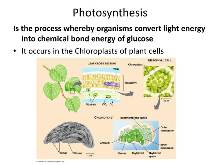 photosynthesis occurs in In thylakoid membranes and in the stroma photosynthesis is a two stage process in which the first stage is light dependent and occurs in the thylakoid membranes where. photosynthesis occurs in In thylakoid membranes and in the stroma photosynthesis is a two stage process in which the first stage is light dependent and occurs in the thylakoid membranes where.