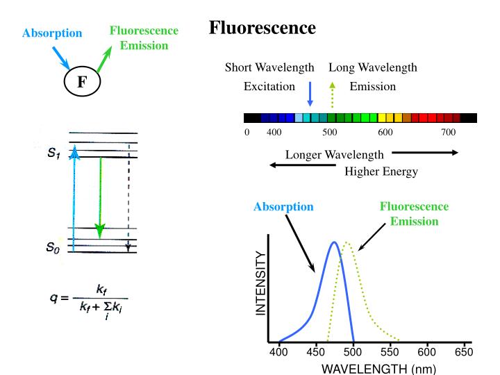 PPT - Fluorescence Lifetimes PowerPoint Presentation - ID:6712412