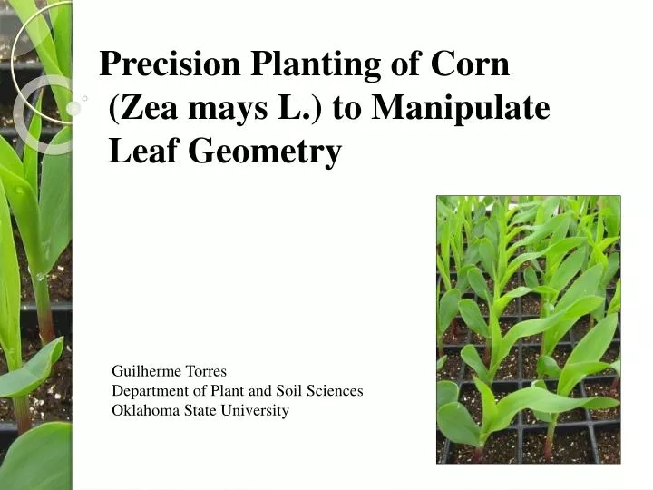 mendelian corn genetics lab report mendelian corn genetics lab report
