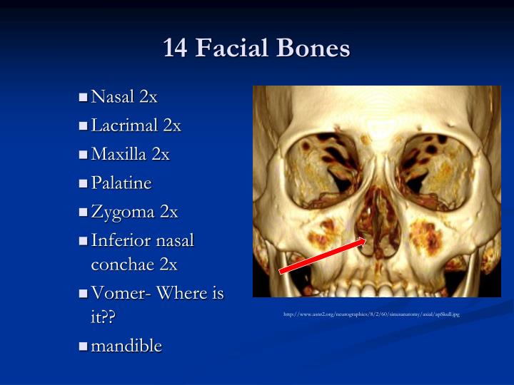facial bones download facial bones download