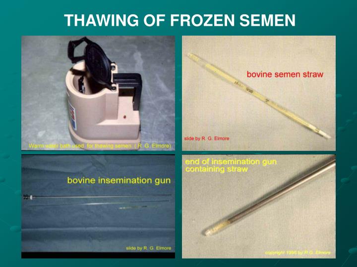 men mating with teen gif freezing thawing sperm