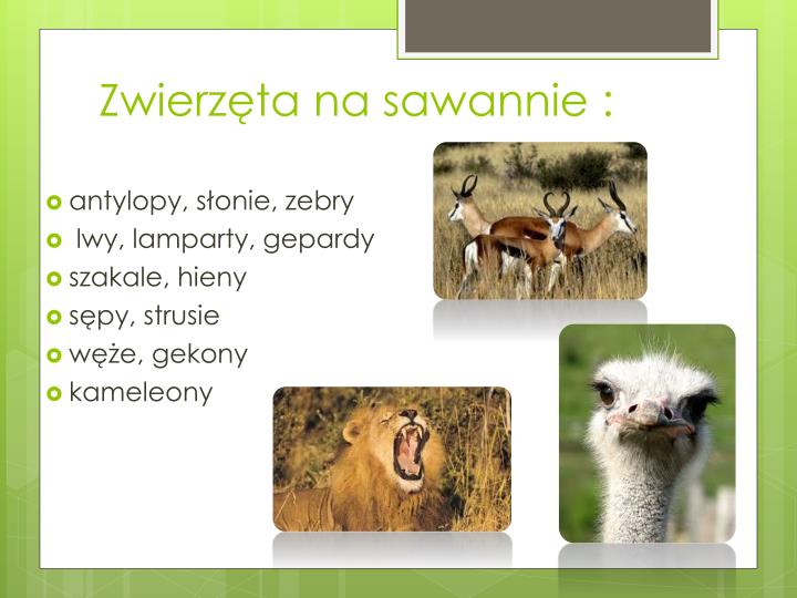Jakie Zwierzęta żyją W Wilgotnych Lasach Równikowych PPT - Strefa klimatów równikowych PowerPoint Presentation - ID:6755223
