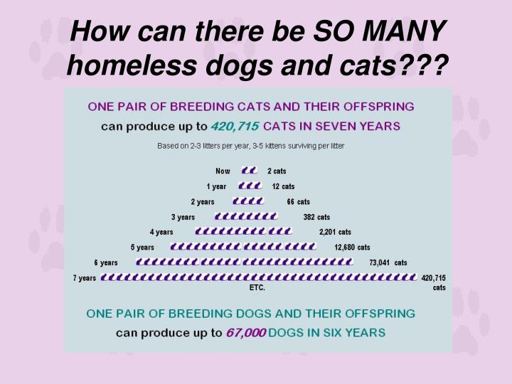 what causes newborn puppies to die ppt animal guardians of brevard for the of animals a 501 c 3 charitable what causes newborn puppies to die ppt animal guardians of brevard for the of animals a 501 c 3 charitable