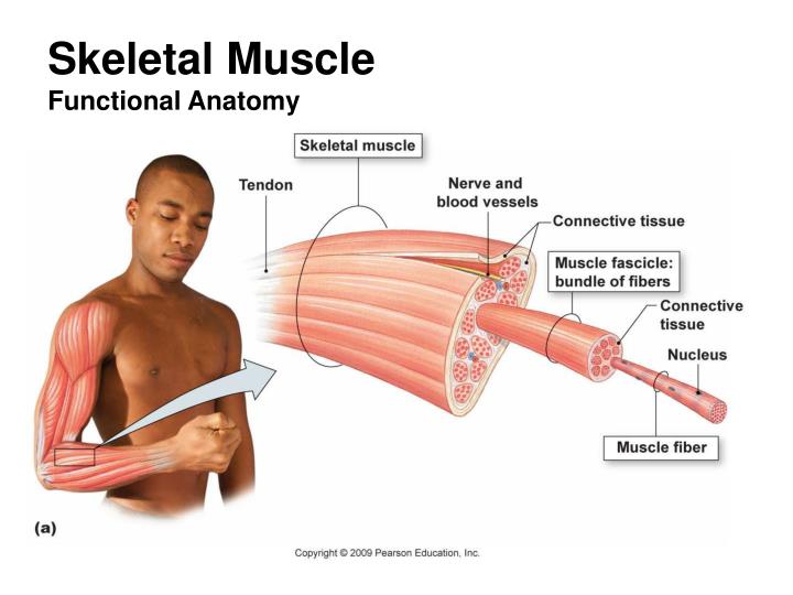 physiology presentation on bone growth muscular Understanding anatomy & physiology: a visual understanding anatomy & physiology: a visual, auditory, interactive approach bone formation and bone growth. physiology presentation on bone growth muscular Understanding anatomy & physiology: a visual understanding anatomy & physiology: a visual, auditory, interactive approach bone formation and bone growth.