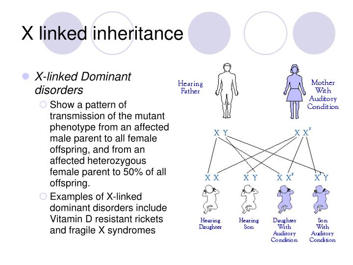 Ppt Sex Linkage And Pedigrees Powerpoint Presentation