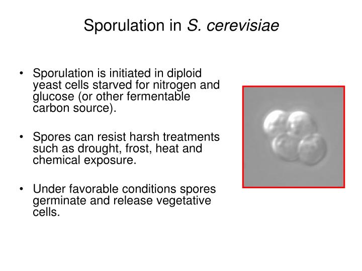 Ppt Sporulation In Budding Yeast S Cerevisiae And The Story Of Yeast