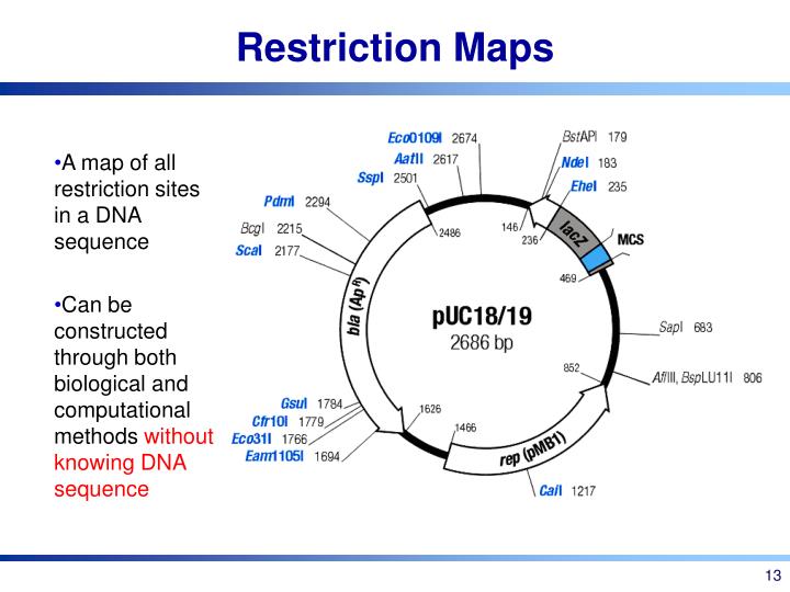 snapgene viewer restriction digest