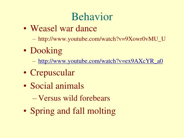 The chubby bunny Anal tumors in ferrets