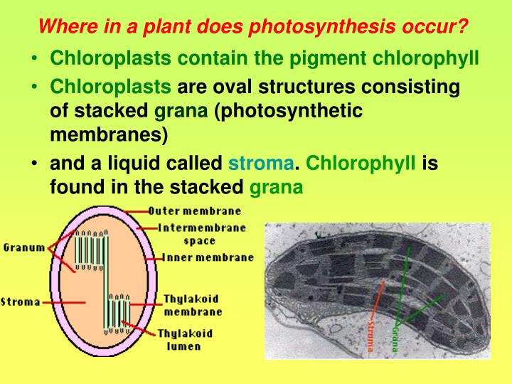 In which area of a leaf does photosynthesis take place?