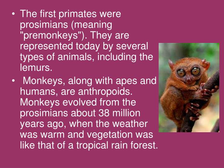 PPT - Primate Evolution PowerPoint Presentation - ID:6890245