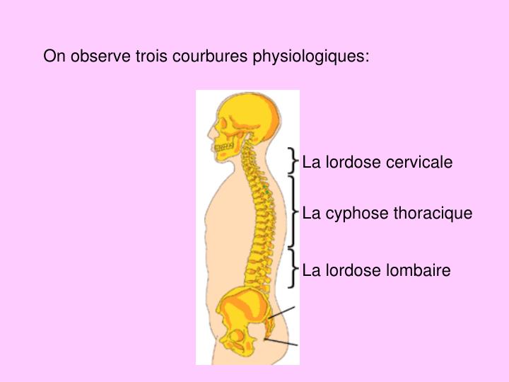PPT Le dos au quotidien. PowerPoint Presentation ID6896873
