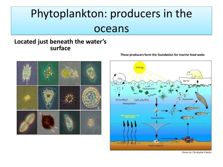 PPT  Aim How do Autotroph's make their food? PowerPoint Presentation