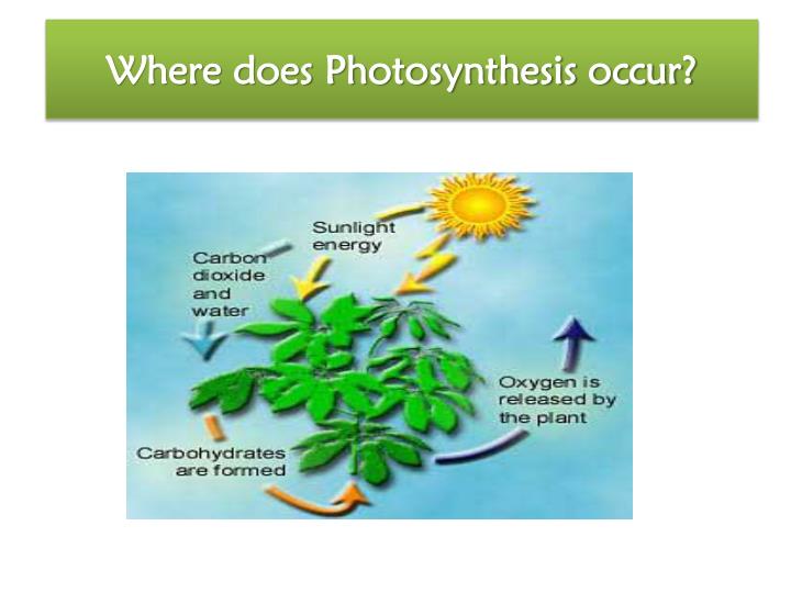 does photosythesis occur does photosythesis occur