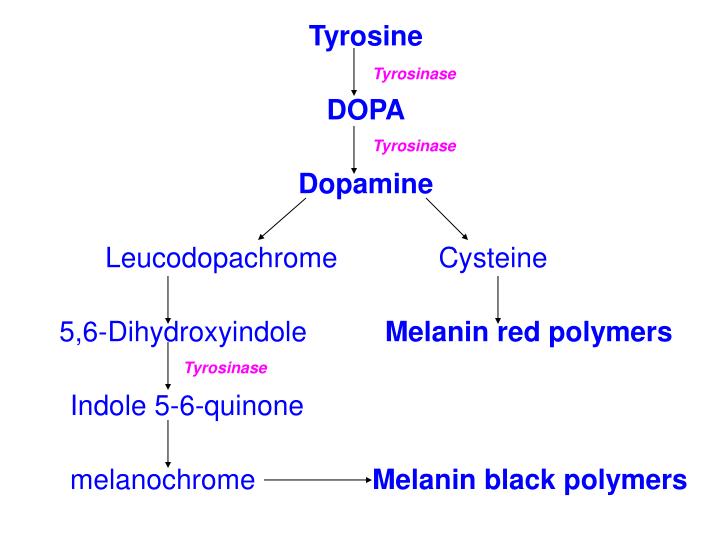 PPT Melanin synthesis PowerPoint Presentation ID6906978