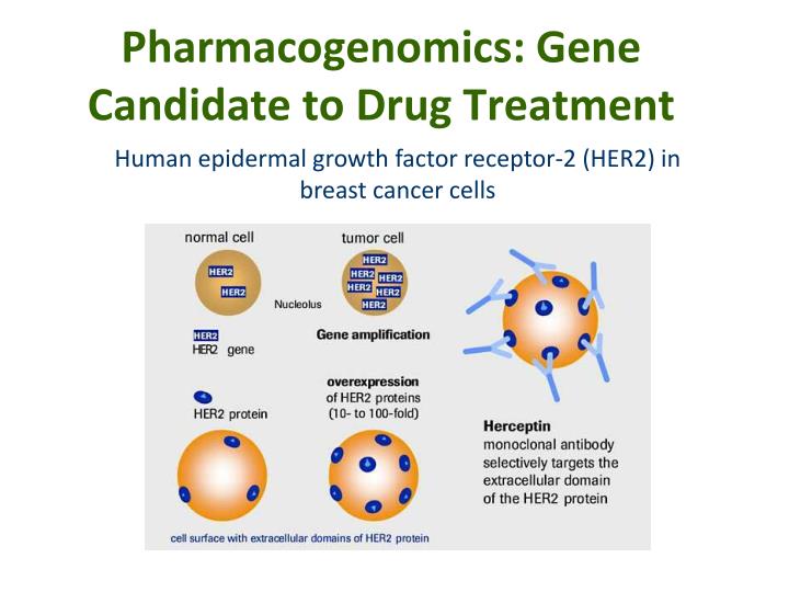 pharmacogenomics steps toward personalized medicine Purchase genomic and personalized medicine and pharmacogenomics makes this work an ideal companion for the many stakeholders of working toward the. pharmacogenomics steps toward personalized medicine Purchase genomic and personalized medicine and pharmacogenomics makes this work an ideal companion for the many stakeholders of working toward the.