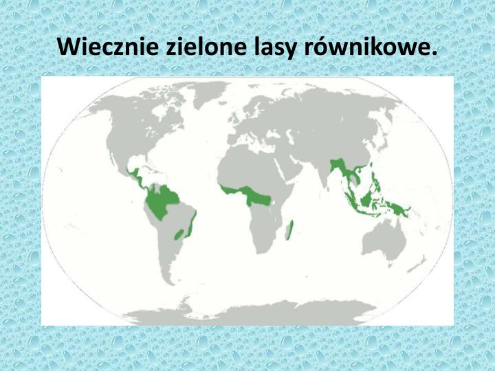 Wiecznie Zielone Lasy Równikowe