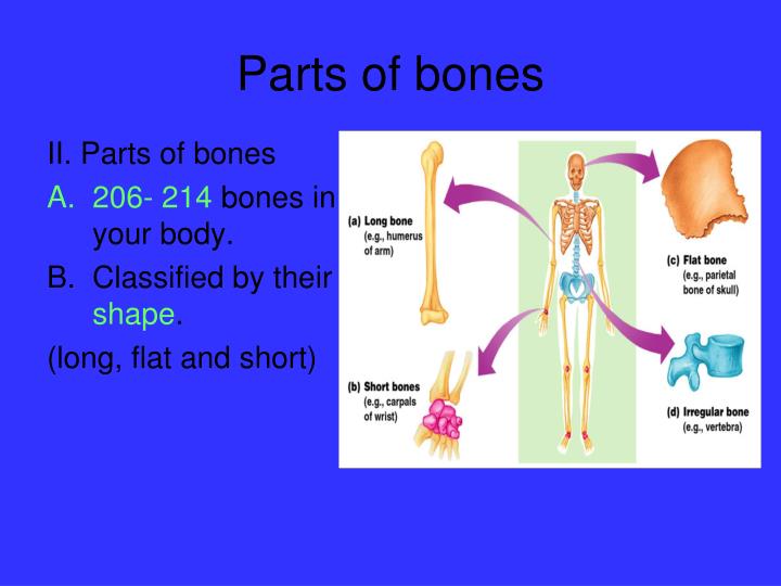 PPT - Notes- The Skeletal System PowerPoint Presentation - ID:6989343
