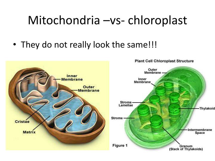 Plants have mitochondria Idea