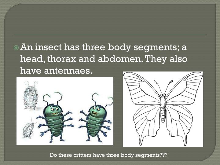 What Are The Three Body Segments Of An Insect