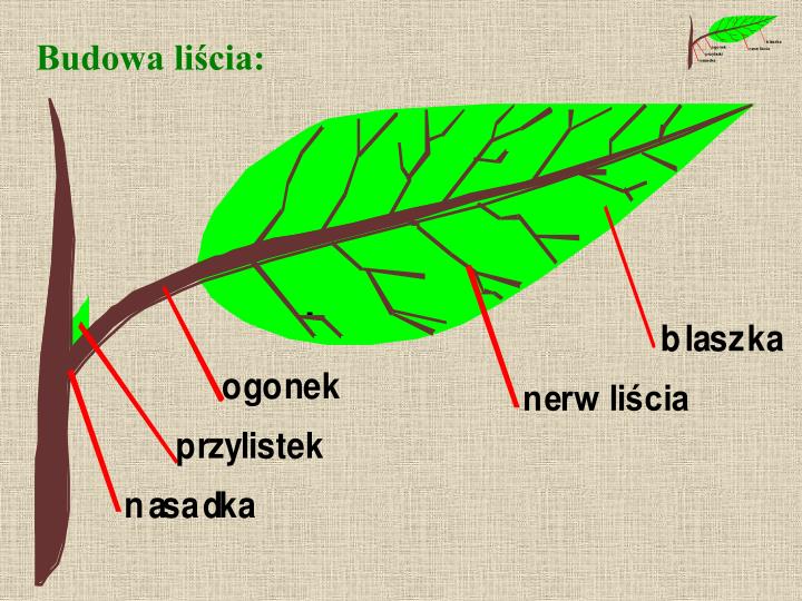 Budowa I Funkcje Liścia Prezentacja PPT - Budowa roślin nasiennych PowerPoint Presentation - ID:7018637