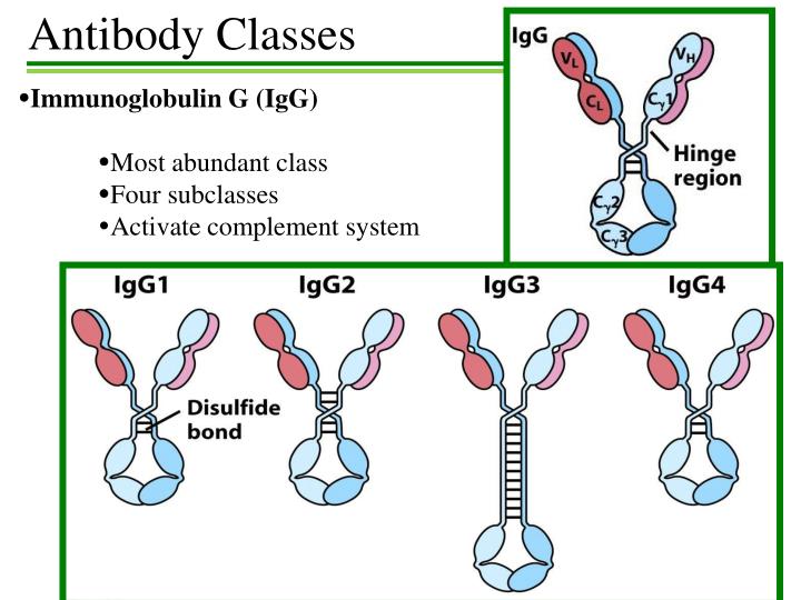 PPT Antibody Structure PowerPoint Presentation ID7022709