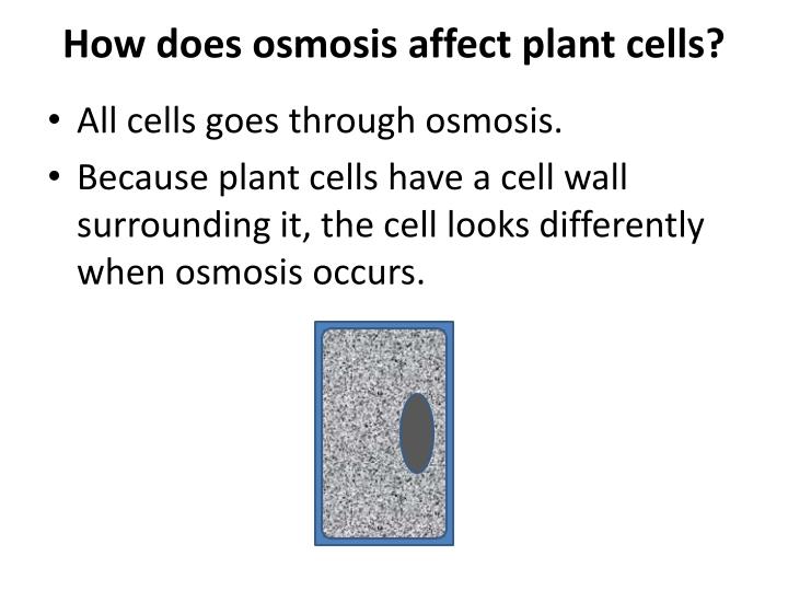 PPT Day 14 DO NOW What Happens When You Put Salt On A Slug Or A Snail AIM What Is Osmosis 