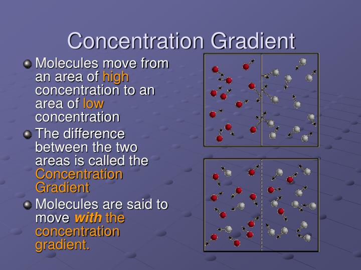 concentration gradient definition concentration gradient definition