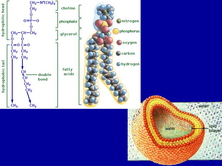 structure of lipids download structure of lipids download