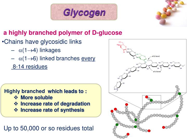 PPT - Glycogen Metabolism PowerPoint Presentation - ID:7039540