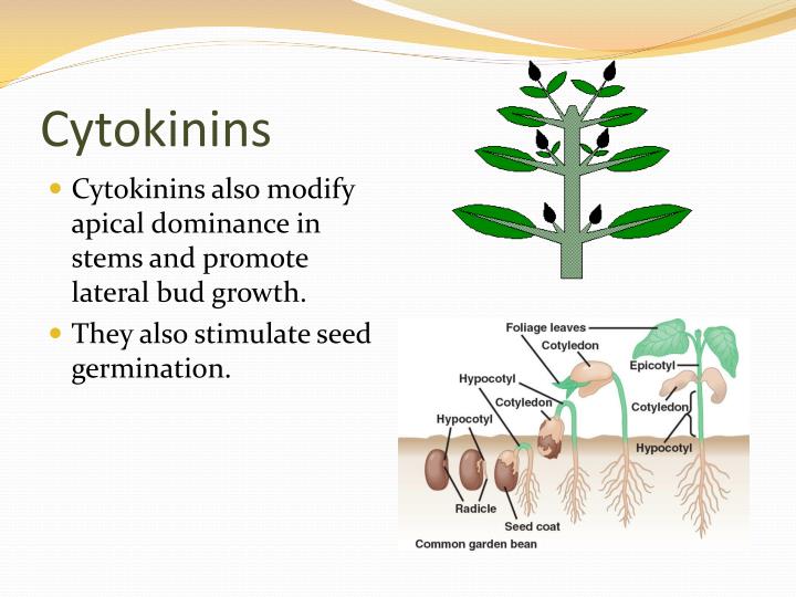PPT Plant Hormones and Plant Reproduction PowerPoint Presentation