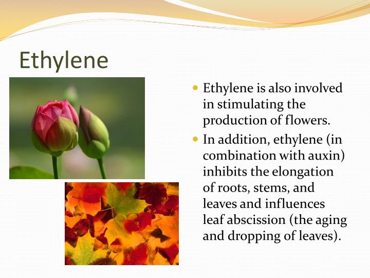 PPT Plant Hormones and Plant Reproduction PowerPoint Presentation