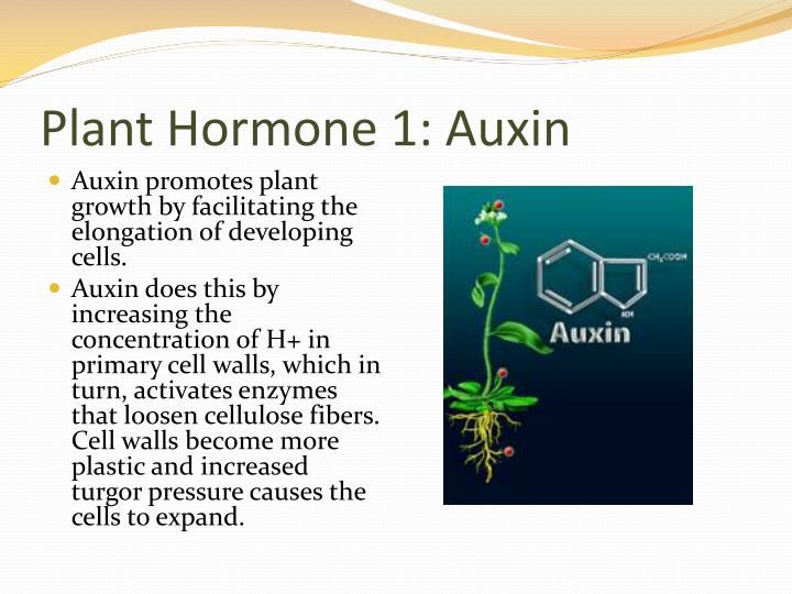 PPT Plant Hormones and Plant Reproduction PowerPoint