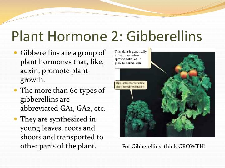 gibberellins in plants