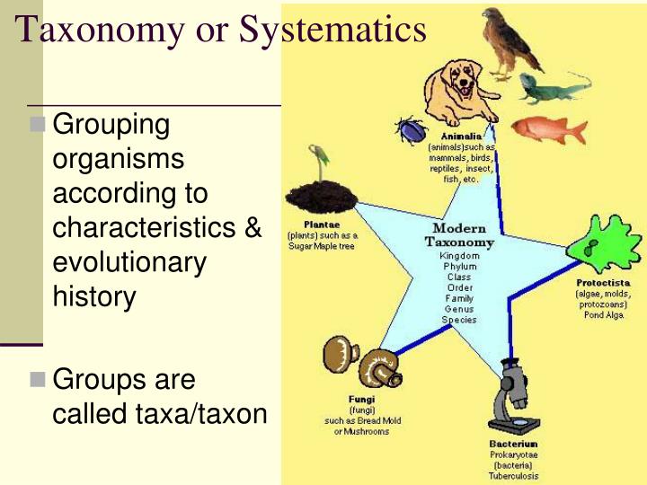 PPT - Classification Of Organisms Chapter 18 PowerPoint Presentation ...