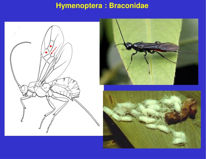download pharmacology and