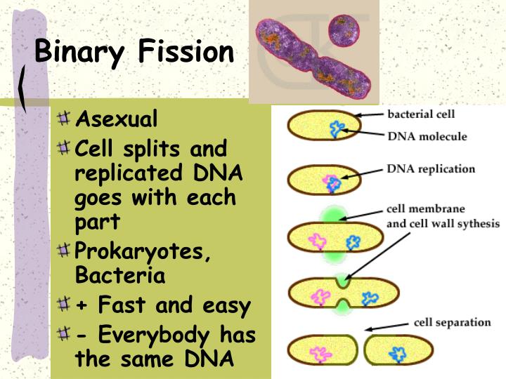 Binary Fission Vs Mitosis Venn Diagram Ppt Vs Ual Reproduction Powerpoint Presentation Id