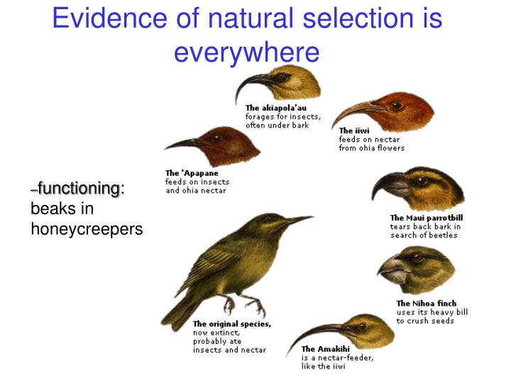 Component Of The Theory Of Evolution By Natural Selection Component Of The Theory Of Evolution By Natural Selection