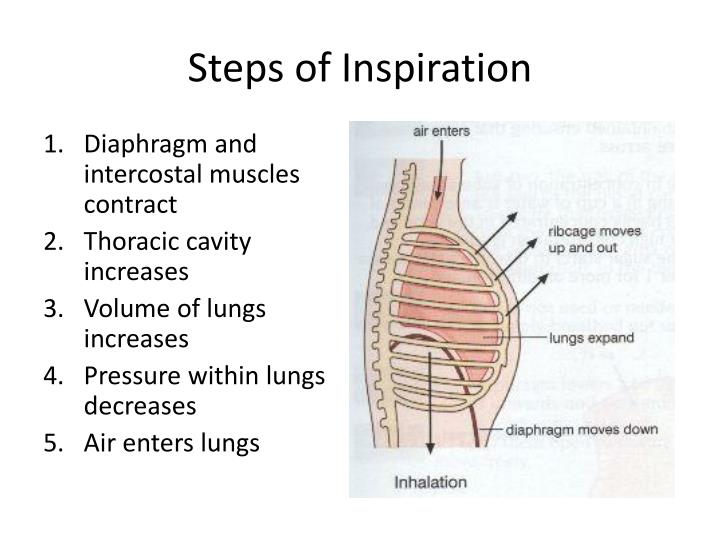 PPT Ventilation PowerPoint Presentation ID 7067942 ppt-ventilation-powerpoint-presentation-id-7067942