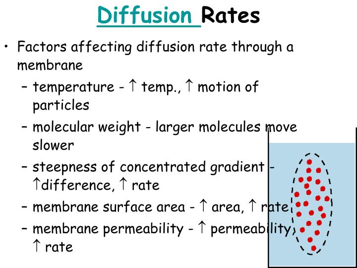 does surface area affect rate osmosis Factors affecting the rate of osmosis surface area - the larger the surface area, hypotonic and isotonic solutions that affect water movements of cells. does surface area affect rate osmosis Factors affecting the rate of osmosis surface area - the larger the surface area, hypotonic and isotonic solutions that affect water movements of cells.