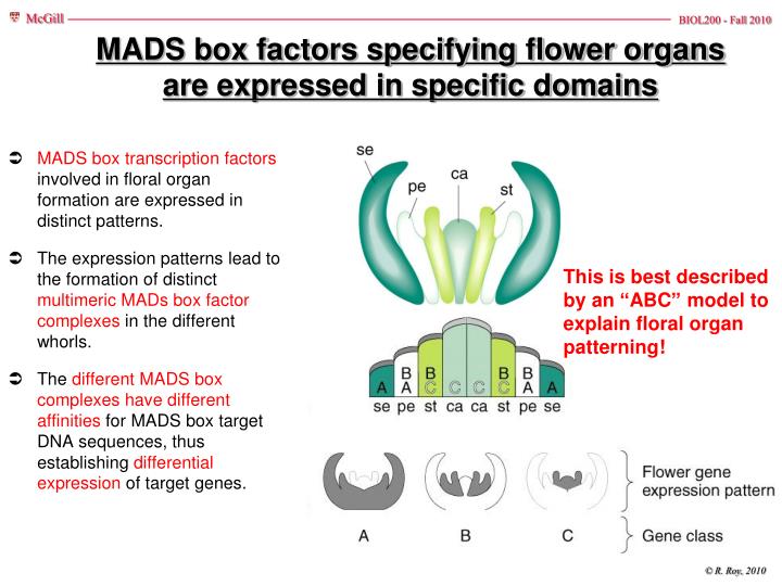 PPT - Eukaryotic Transcription II Chapter 7 PowerPoint Presentation ...